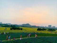 -光明小镇欢乐田园