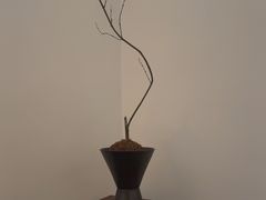 -玖五京菜(杭州城北万象城店)