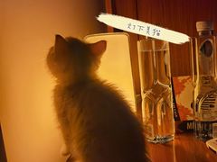 -艾吉宠物医院·疑难杂症转诊中心·猫友好(碧江路院)