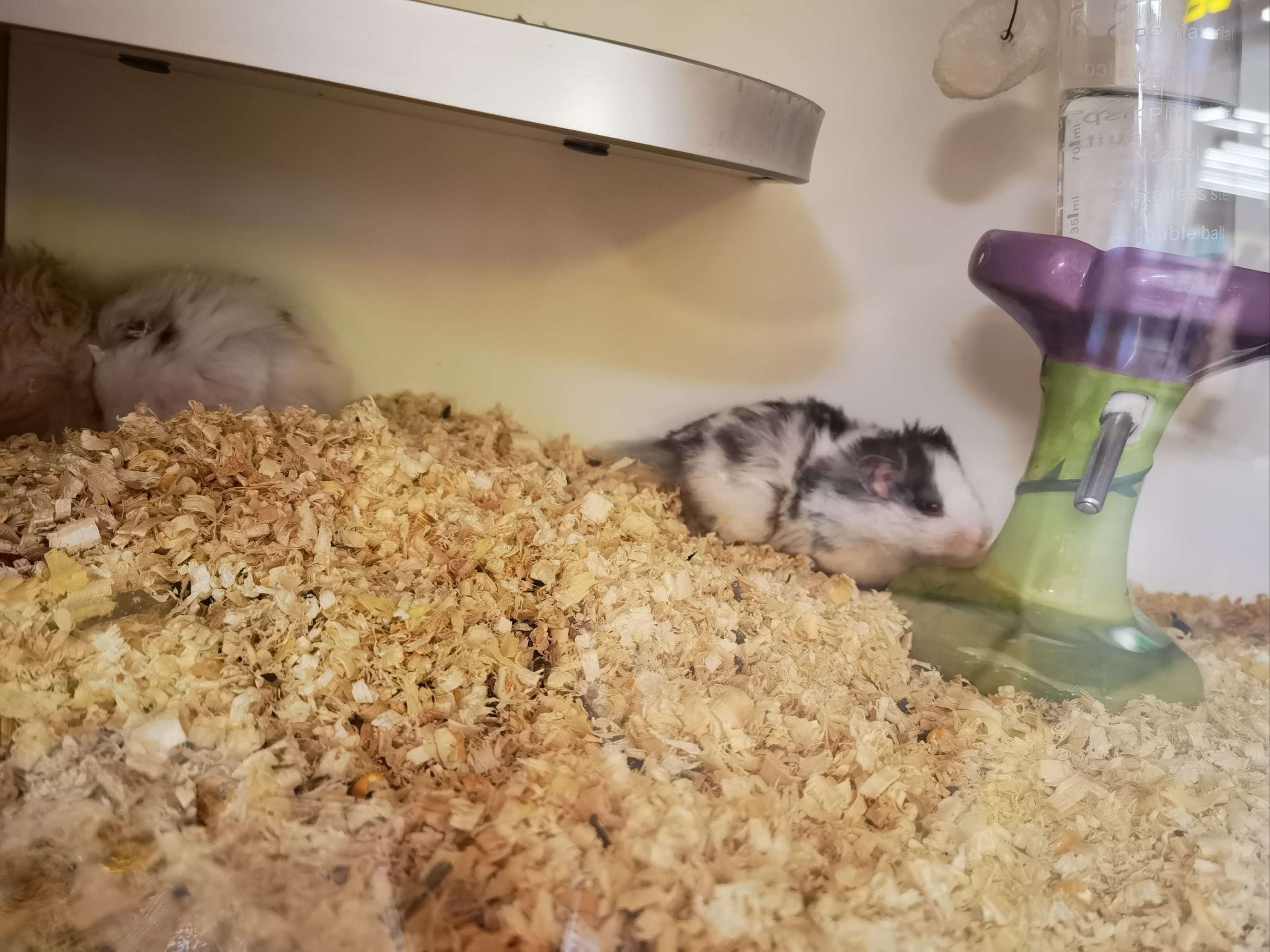 龙猫馆真的太适合孩子了