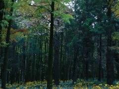 -上海共青森林公园