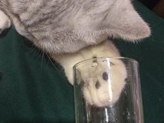 -more than meow吴止猫主题餐厅(承德 中船汇店)