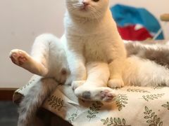 -Bastet sally猫舍购宠(静安店)
