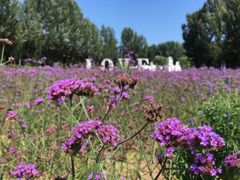 -紫海香堤香草艺术庄园
