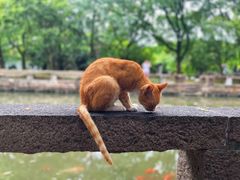 -西园寺