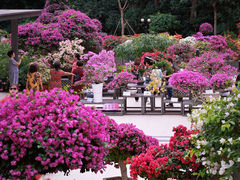 -莲花山公园