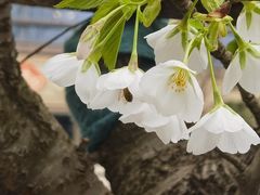 -西北湖绿化广场