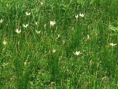 -白鹭湾湿地公园