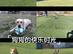 -宠物寄养训练学校