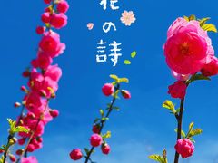 -南海子公园