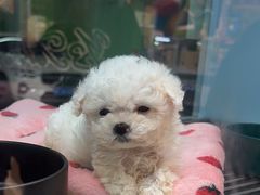 -FAELING PETS美天灵宠物(合生汇店)