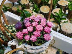 -循礼门鲜花花市(武汉循礼门店)