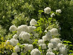 -桃花岛景观公园