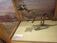 -国家自然博物馆