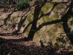 -上海佘山国家森林公园天马山园