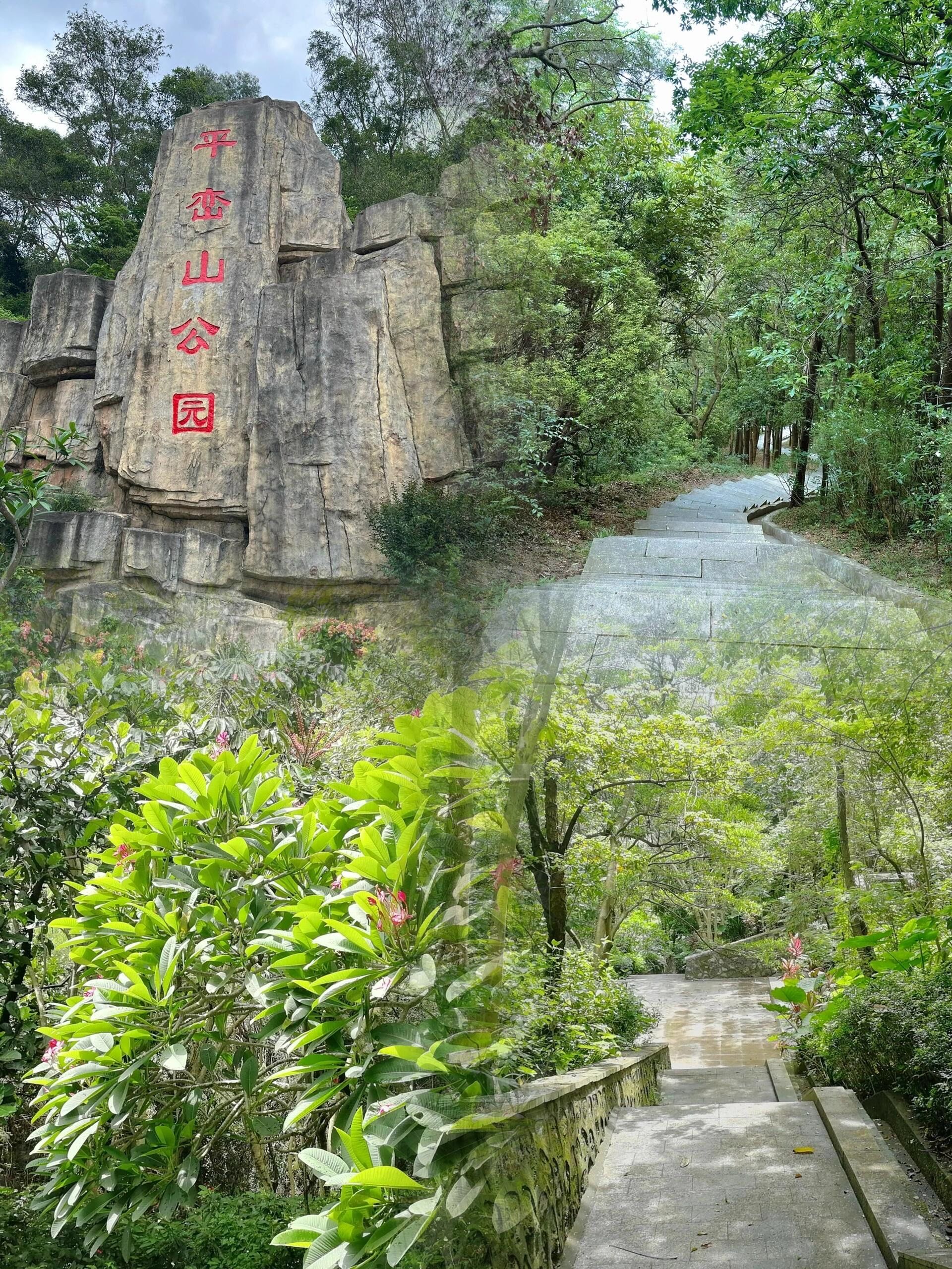 深圳平峦山公园 | 都市中的绿野仙踪91