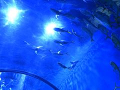 -石家庄极地海洋世界