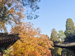 -汗腾格里·风味餐厅(新疆驻京办店)