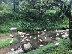 -吉隆坡雀鸟公园