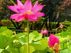 -莲花池公园