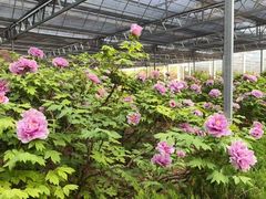 -洛阳市隋唐城遗址植物园