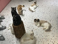 -毛绒耶耶撸宠馆·猫咖·狗咖·荷兰猪咖