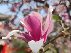 -西安市广仁寺