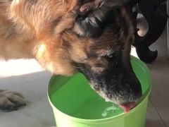 -欧奕国际动物医院