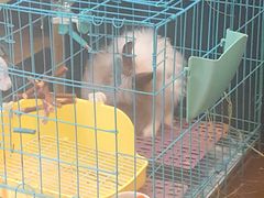-志龙皇冠吃货椰子铺