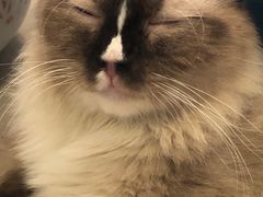 -平行世界·猫咖(首经贸店)