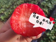 -大自然农场蔬菜草莓采摘园