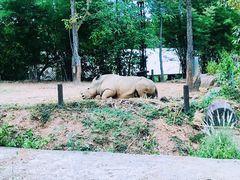 -清迈夜间动物园