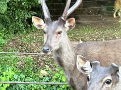 -清迈夜间动物园