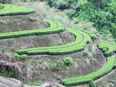 -杨家堂村