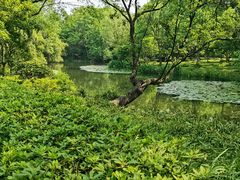 -西溪国家湿地公园