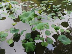 -佛山市第一中学