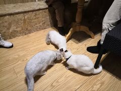 -猫色咖啡·猫咖