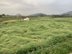 -光明小镇欢乐田园