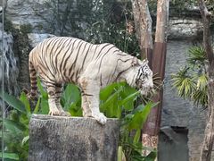 -清迈夜间动物园