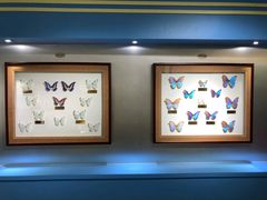 -上海昆虫博物馆