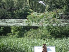 -翠湖国家城市湿地公园
