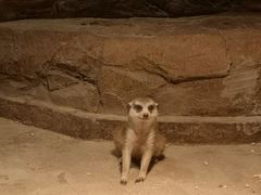 -绿色星球动物主题公园