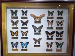 -上海昆虫博物馆