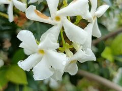 -南宁良凤江国家森林公园