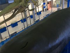 -上海海洋大学鱼文化博物馆(军工路校区)