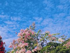 -东莞植物园