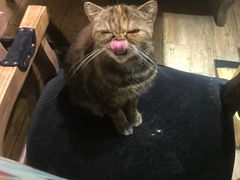 -more than meow吴止猫主题餐厅(承德 中船汇店)