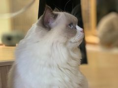-猫和宫(六道口店)