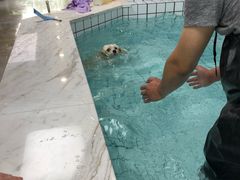 -柚子宠物(伊珊娜调理店)