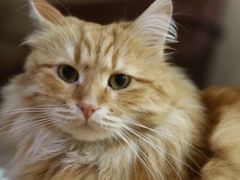 -MOCHA明星猫咖(田子坊店)